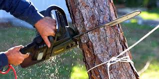 Best Palm Tree Trimming  in East Bakersfield, CA