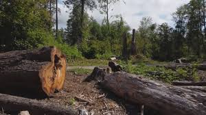 Best Lot and Land Clearing  in East Bakersfield, CA
