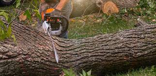 Best Lawn Mowing  in East Bakersfield, CA