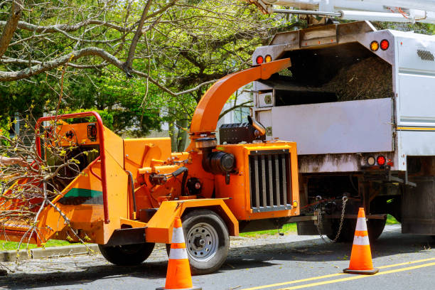 Best Tree Cabling and Bracing  in East Bakersfield, CA