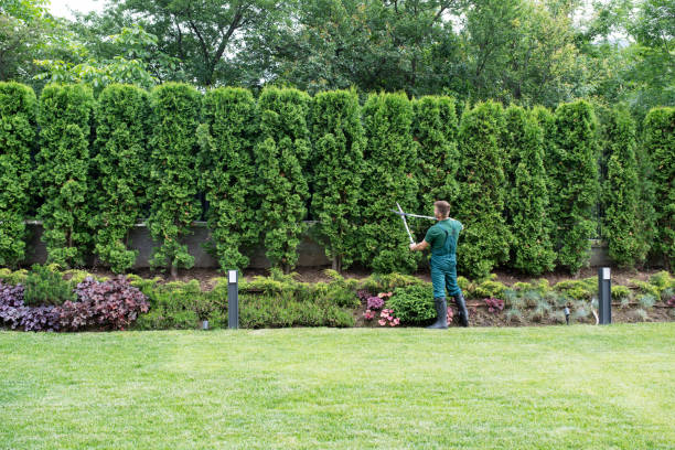 Best Lawn Pest Prevention  in East Bakersfield, CA
