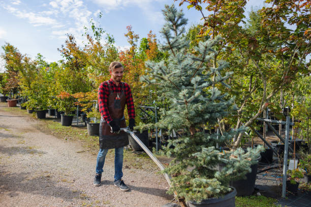 East Bakersfield, CA Tree Removal Company