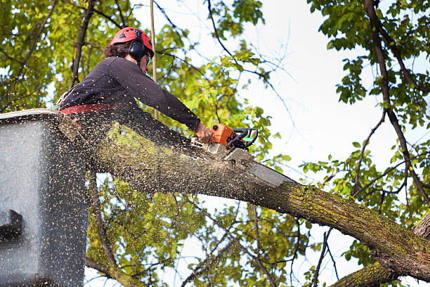 Best Firewood Processing and Delivery  in East Bakersfield, CA